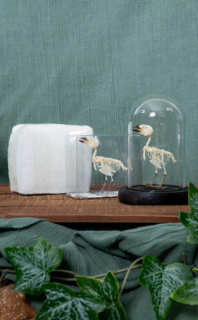 House Sparrow Articulated Bird Skeleton (Passer domesticus)