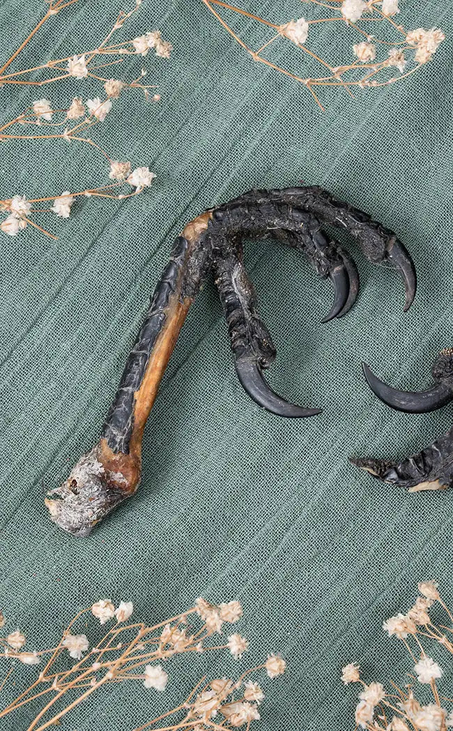 European Raven (Corvus corax) Foot