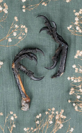 European Raven (Corvus corax) Foot