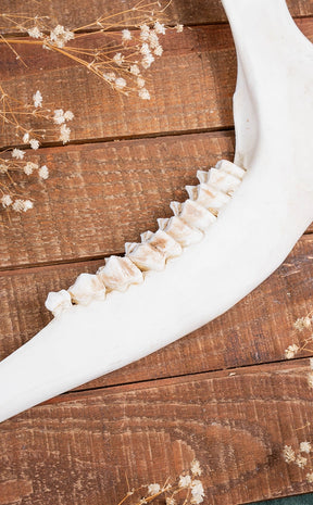 European Roe Deer Mandible Jaw Bone