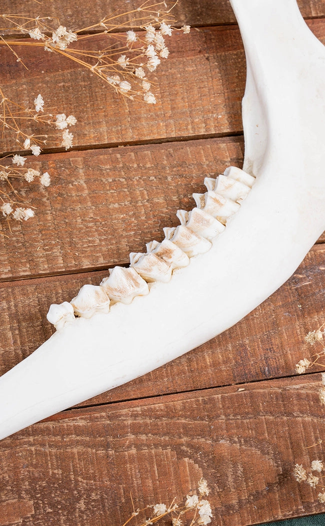 European Roe Deer Mandible Jaw Bone