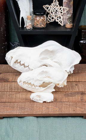 Fox Skull (Vulpes vulpes) Real European Fox