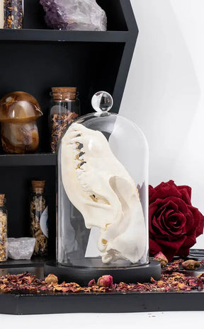 Fox Skull (Vulpes vulpes) Real European Fox-Oddities & Curiosities-Tragic Beautiful