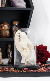 Fox Skull (Vulpes vulpes) Real European Fox