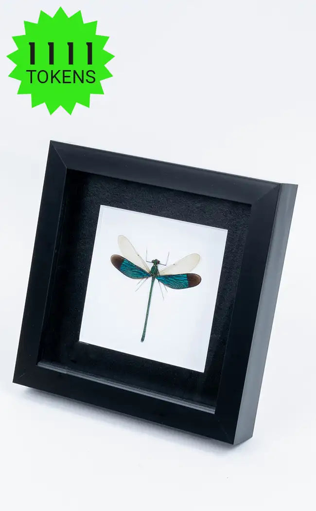 Framed Dragonfly | Reward Gift