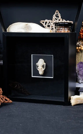 Framed Fruit Bat Skull | Last Chance
