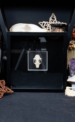 Framed Fruit Bat Skull | Last Chance