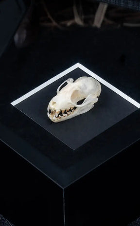 Framed Fruit Bat Skull | Last Chance