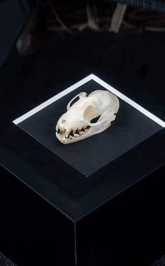 Framed Fruit Bat Skull | Last Chance