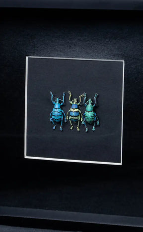 Framed Glitter Weevil Trio