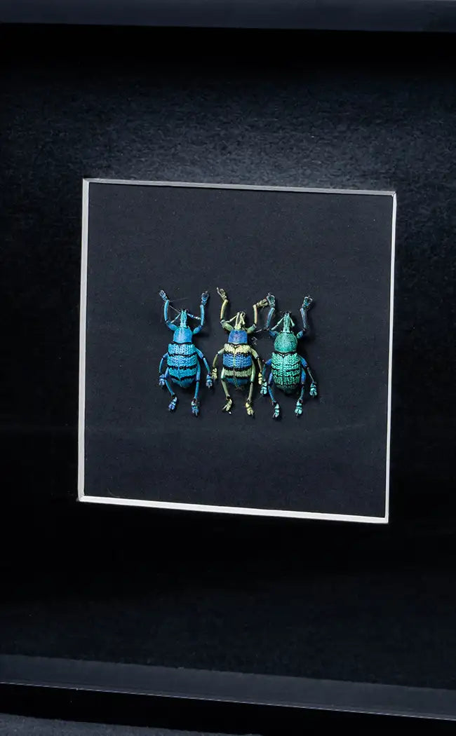 Framed Glitter Weevil Trio