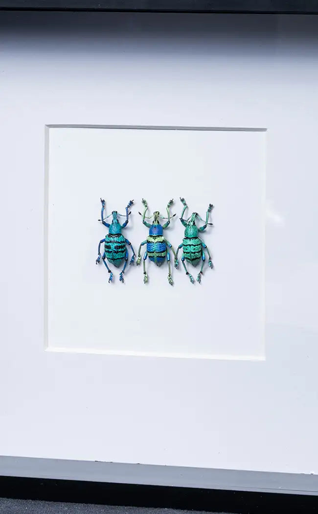 Framed Glitter Weevil Trio