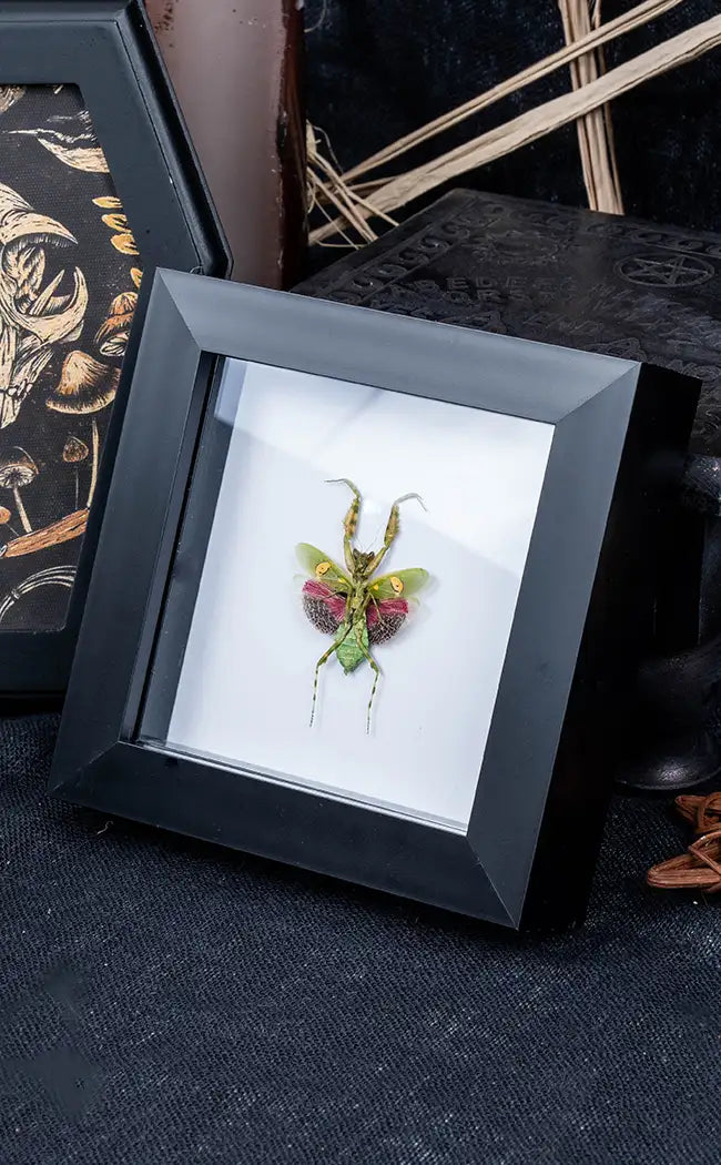 Framed Orchid Praying Mantis