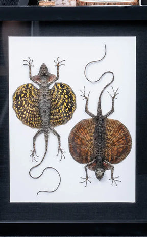 Framed Pair of Colourful Flying Lizards