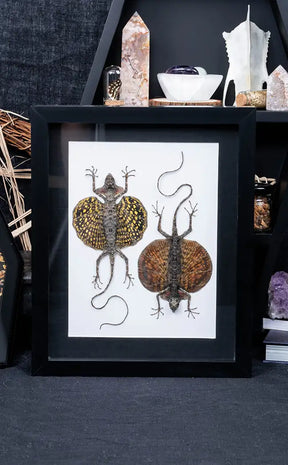 Framed Pair of Colourful Flying Lizards