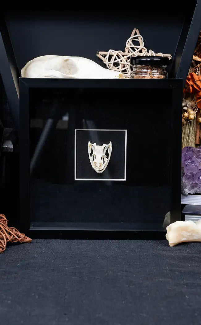 Framed Rat Snake Skull