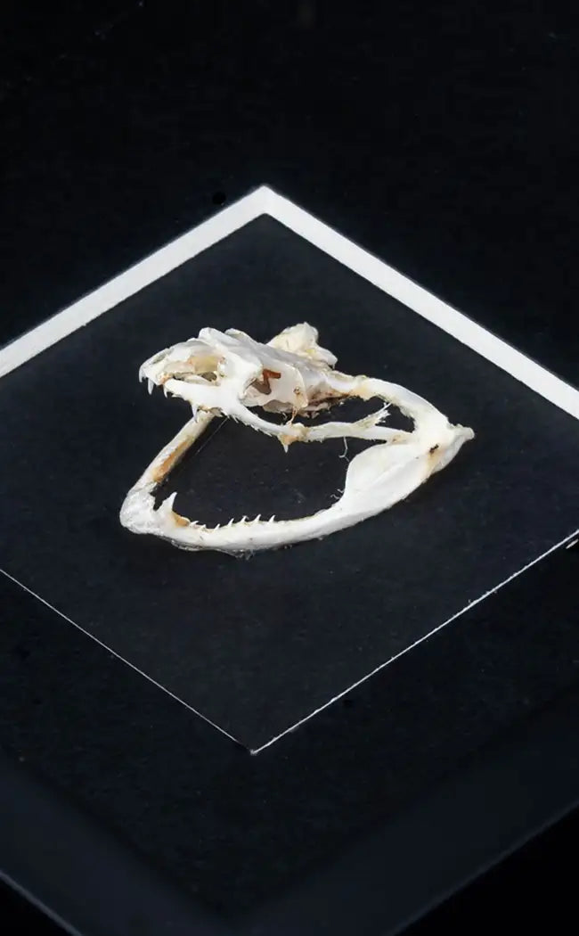 Framed Vine Snake Skull