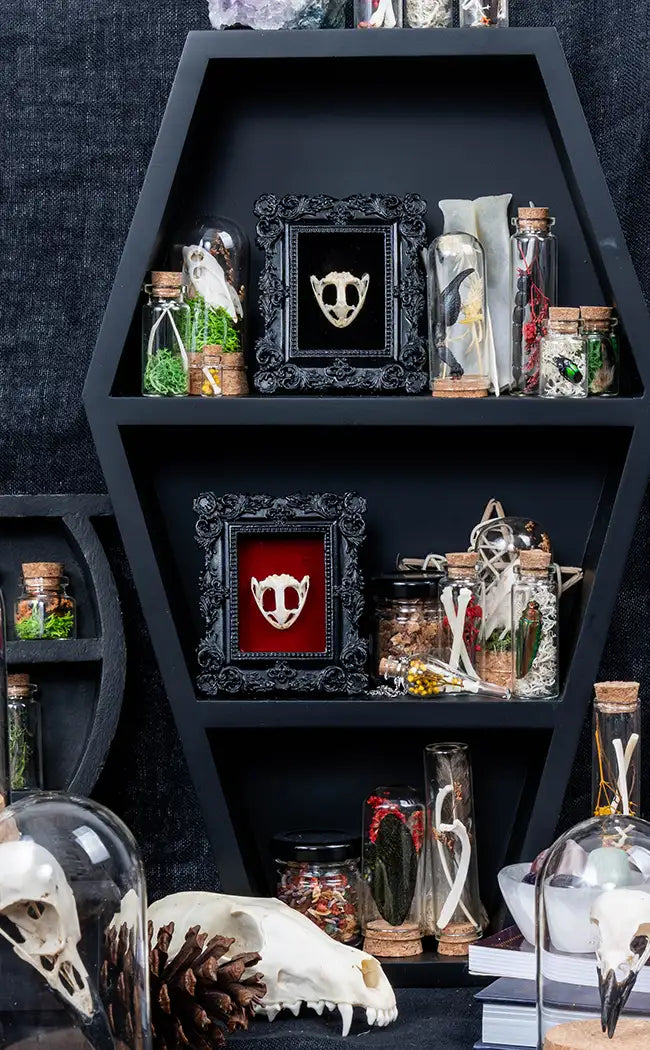 Frog Skull in Mini Vintage Frame