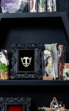 Frog Skull in Mini Vintage Frame