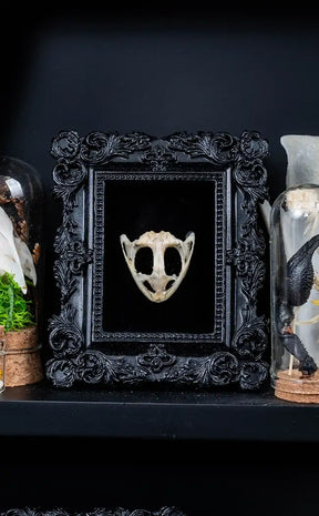 Frog Skull in Mini Vintage Frame