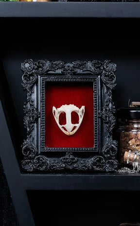 Frog Skull in Mini Vintage Frame