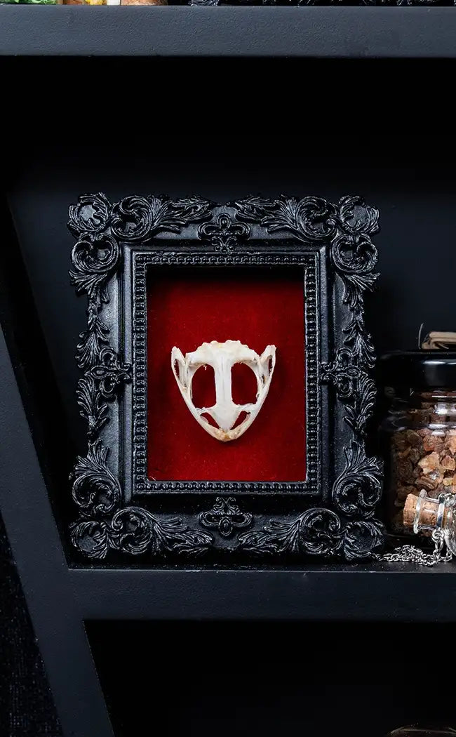 Frog Skull in Mini Vintage Frame