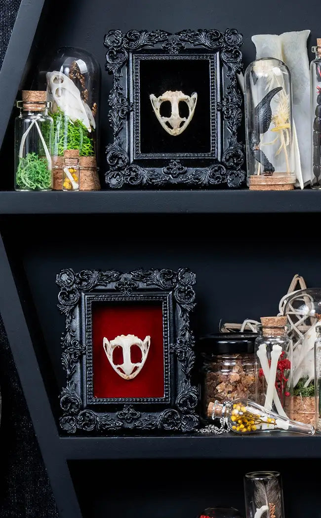 Frog Skull in Mini Vintage Frame