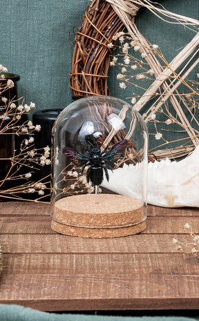 Giant Black Carpenter Bee in Glass Dome