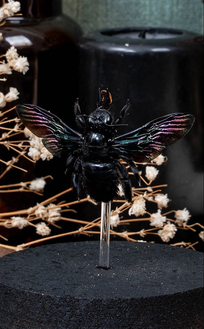 Giant Black Carpenter Bee in Glass Dome