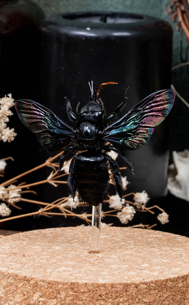 Giant Black Carpenter Bee in Glass Dome