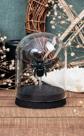 Giant Black Carpenter Bee in Glass Dome
