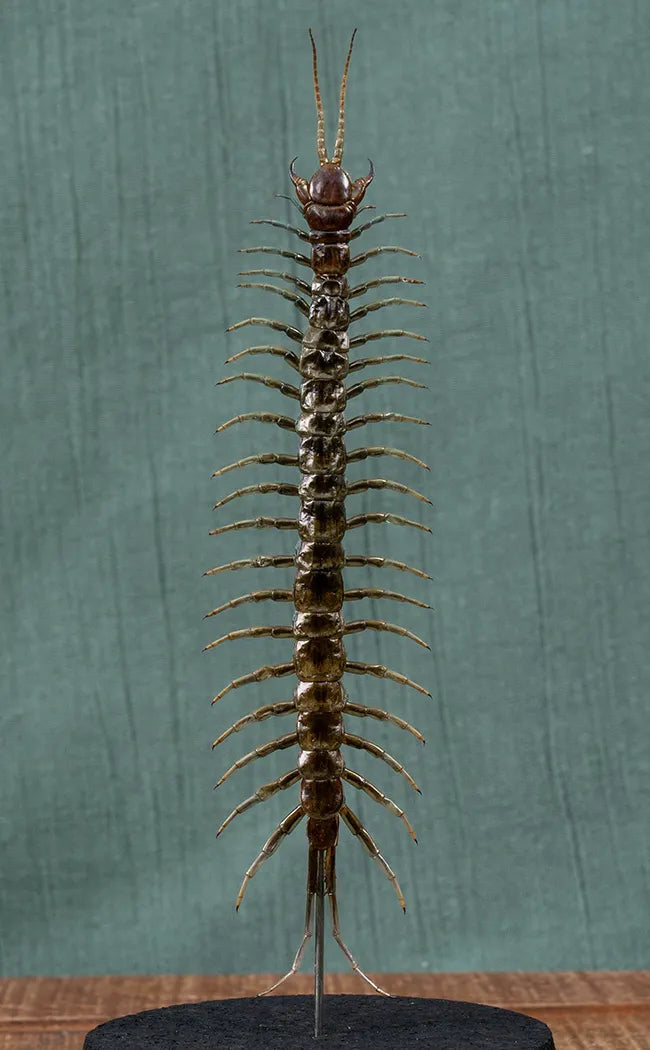 centipede with cigarette check out this monster #venomman20 #pets #animals #bugs #centepede What You Need To Know