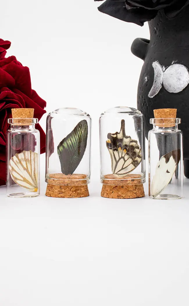 Glass Vial with Butterfly Wing-Homewares-Tragic Beautiful