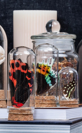 Glass Vial with Butterfly Wing