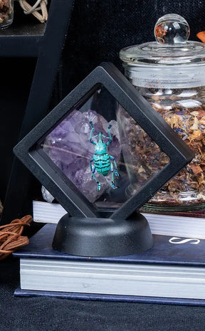 Glitter Weevil in Display Case