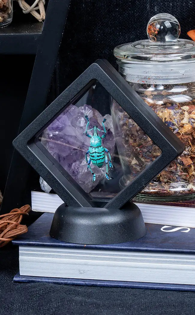 Glitter Weevil in Display Case