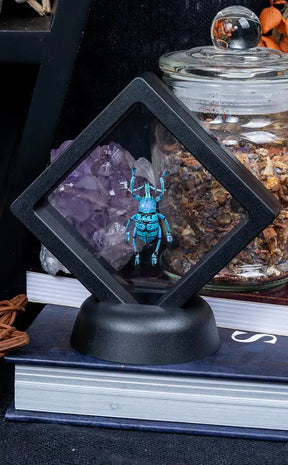 Glitter Weevil in Display Case