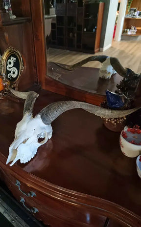 Goat Skull w Horns