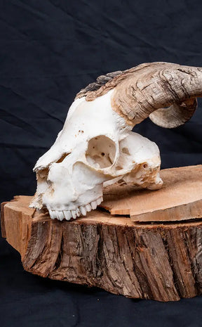 Goat Skull w Horns