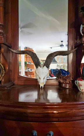 Goat Skull w Horns