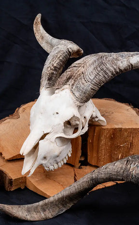 Goat Skull w Horns