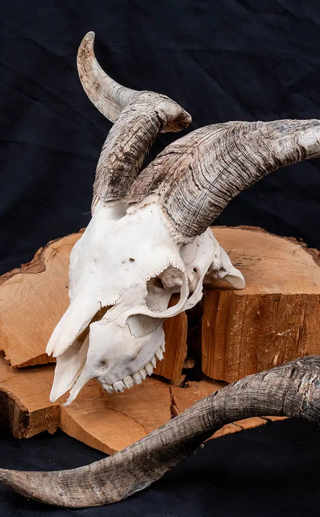 Goat Skull w Horns