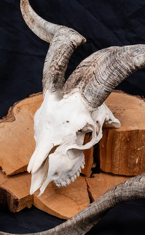 Goat Skull w Horns