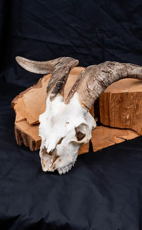 Goat Skull w Horns