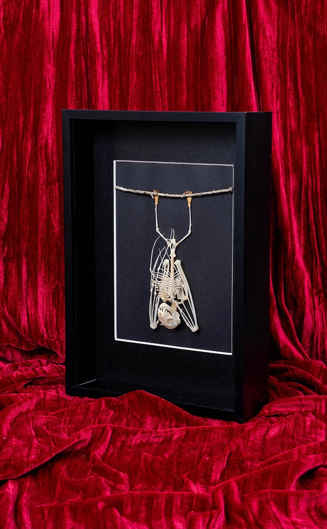 Hanging Fruit Bat Skeleton (Cynopterus sphinx) | Last ONE