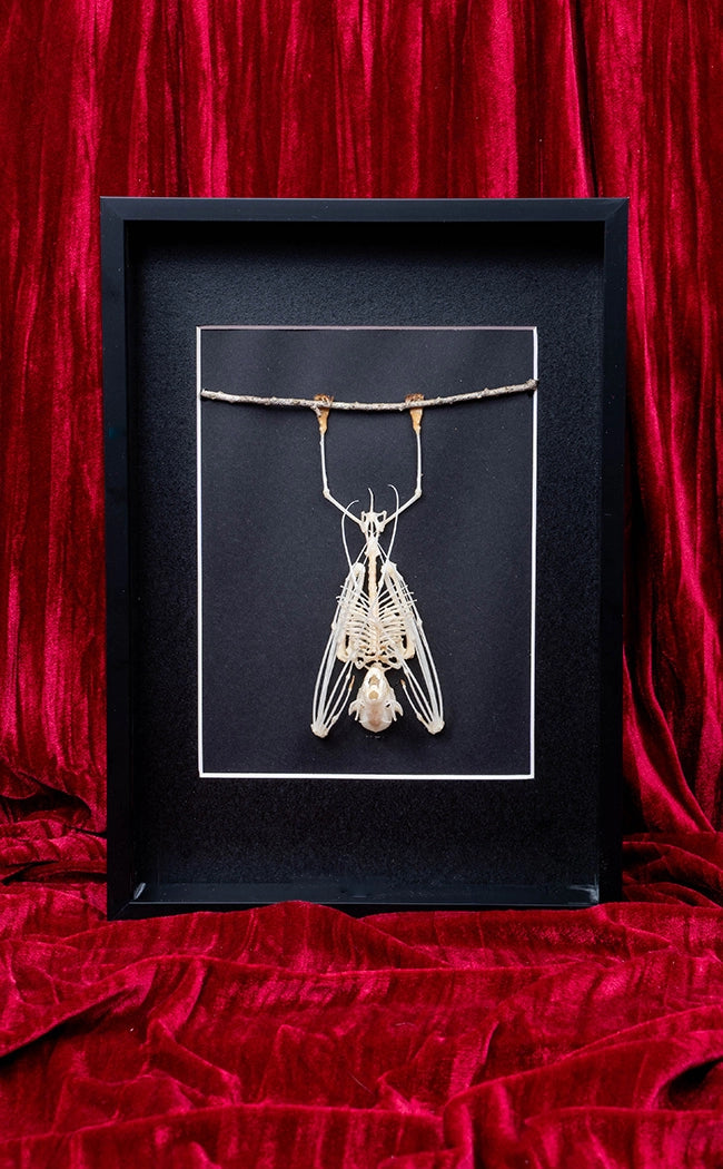 Hanging Fruit Bat Skeleton (Cynopterus sphinx) | Last ONE