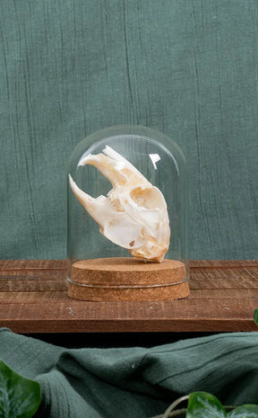 Hare Skull in Glass   Dome | Lepus Nigricollis