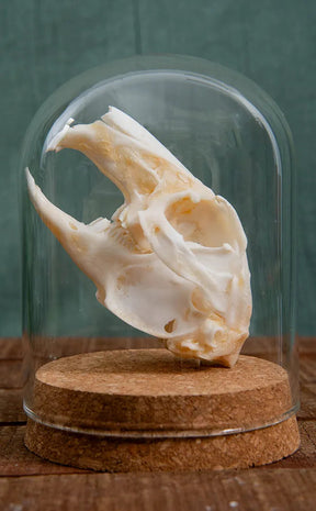 Hare Skull in Glass   Dome | Lepus Nigricollis