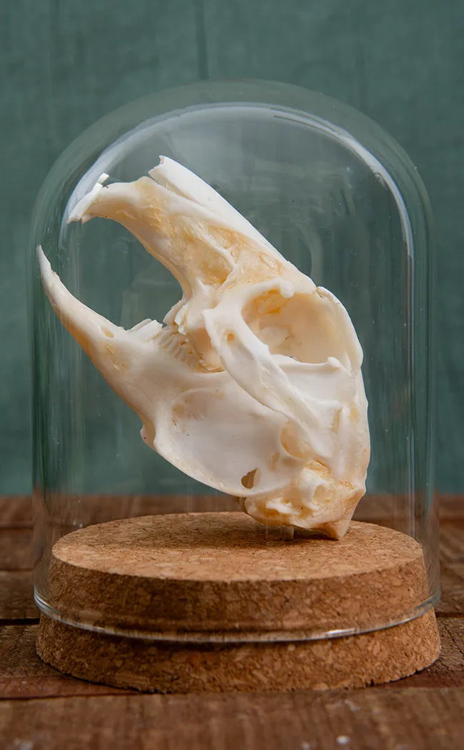Hare Skull in Glass   Dome | Lepus Nigricollis