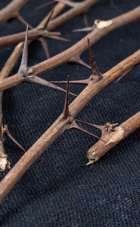 Hawthorn Branch | Witchcraft Herbs